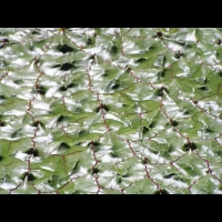 Nenuphar epineux - Euryale ferox Salisb. (fam Nympheacees) (02)